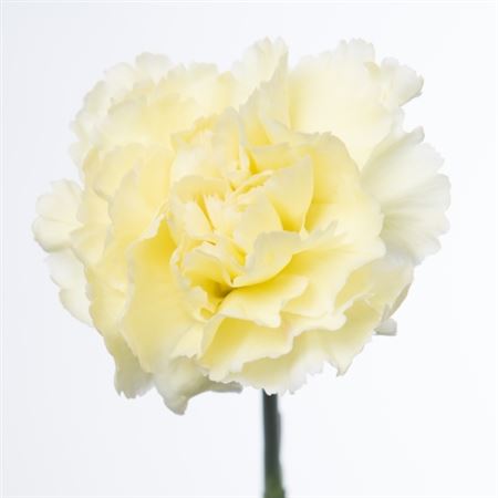 Dianthus Single Polimnia 70cm