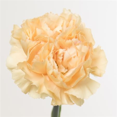 Dianthus Single Caroline Gold 70cm