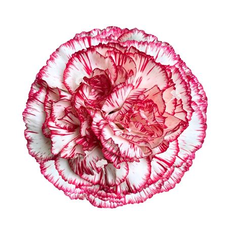 Dianthus Single Alegro 65cm