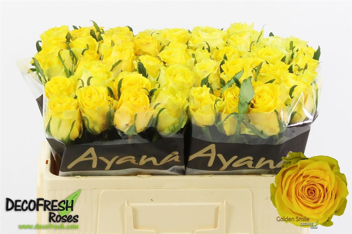 Rosa Golden Smile 50cm