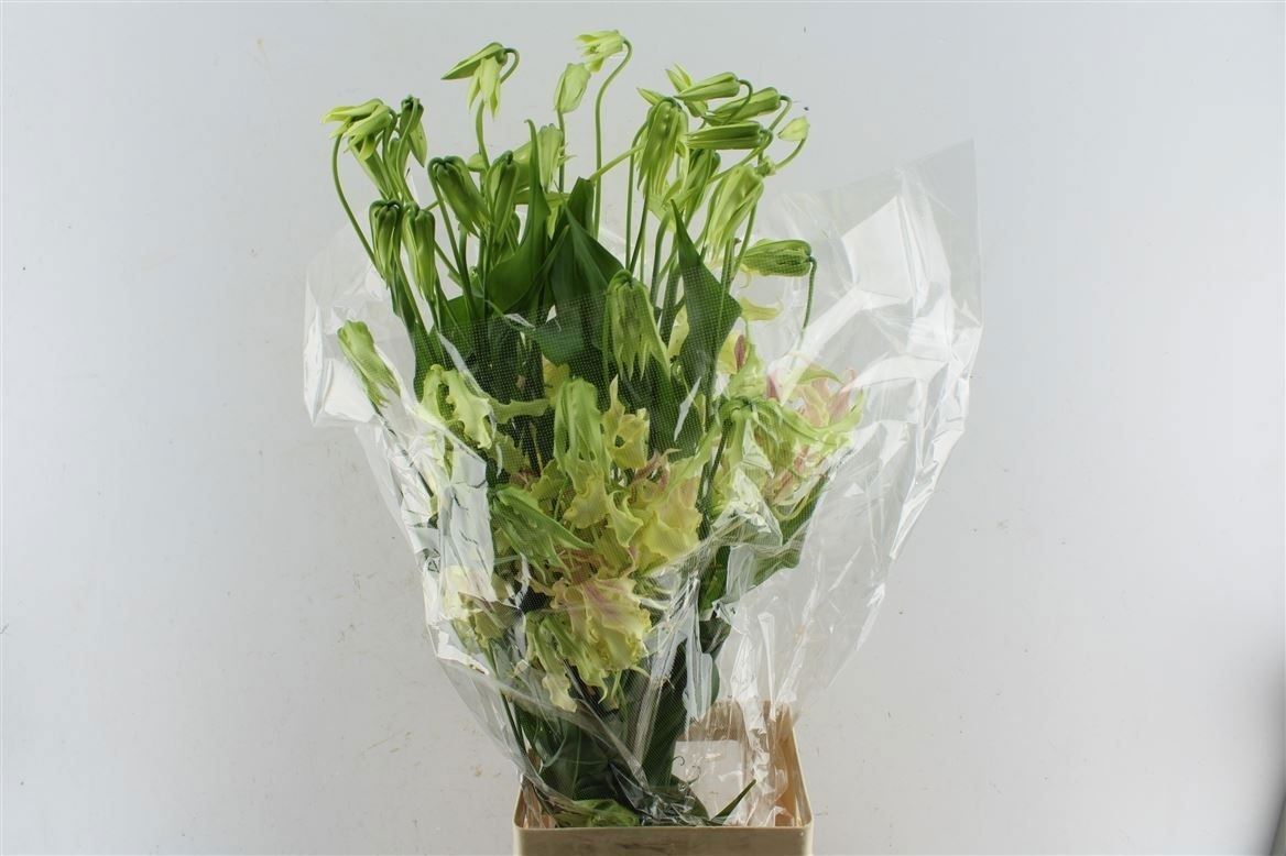 Gloriosa Ov 80cm