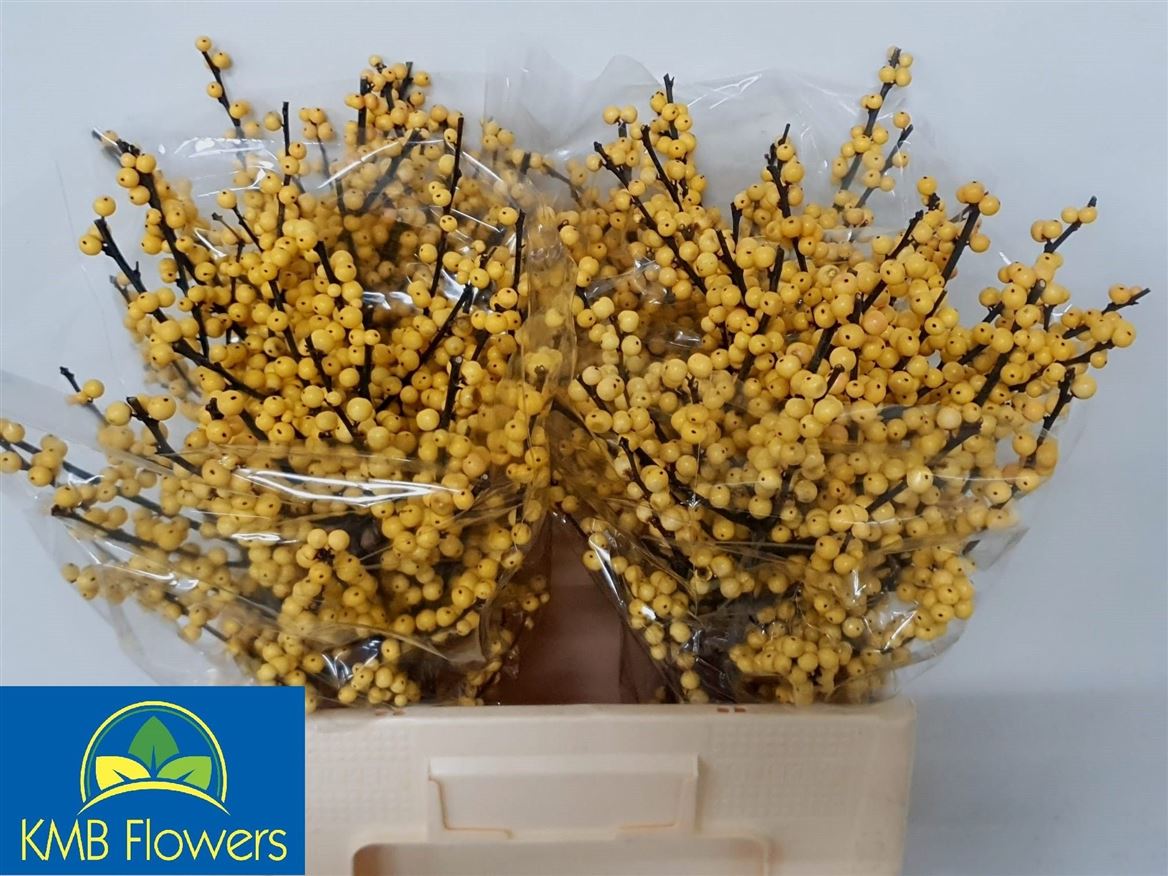 Ilex Verticillata Magical Citronella 60cm