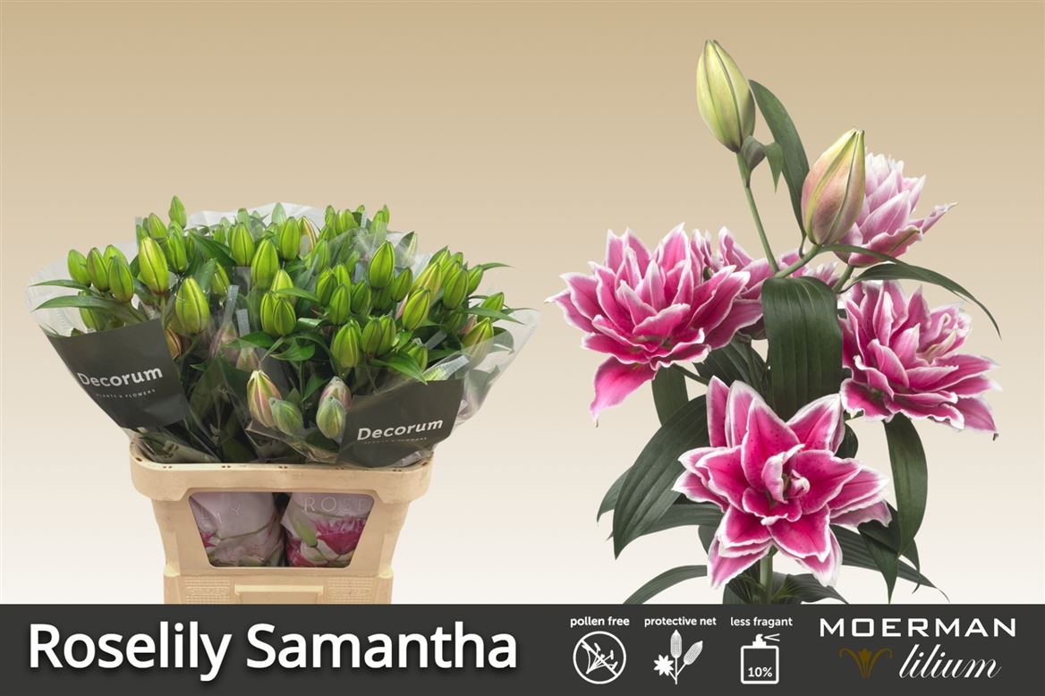 Lilium Or Double Samantha 75cm 4/5bl