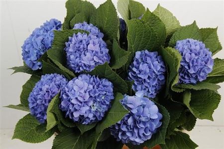 Hydrangea Hilde Blue 80cm 18Ø