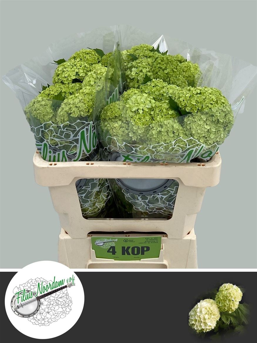 Viburnum Roseum 50cm 4