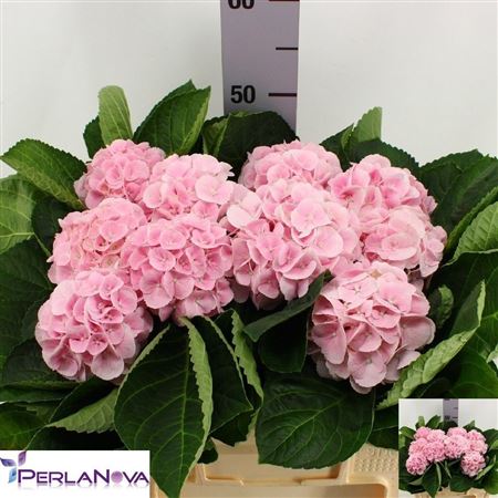 Hydrangea My Matcha 50cm 12Ø