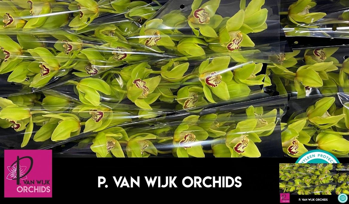 Cymbidium Bonyoni 5/8bl