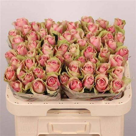 Rosa Belle Rose 60cm