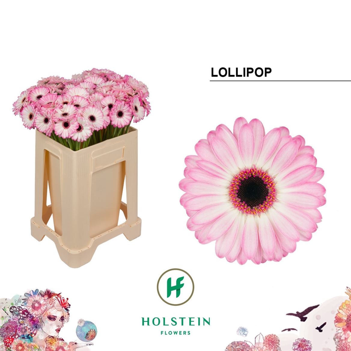 Gerbera Mini Lollipop