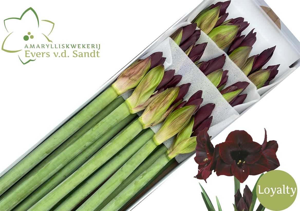 Hippeastrum Black Magic 4bl