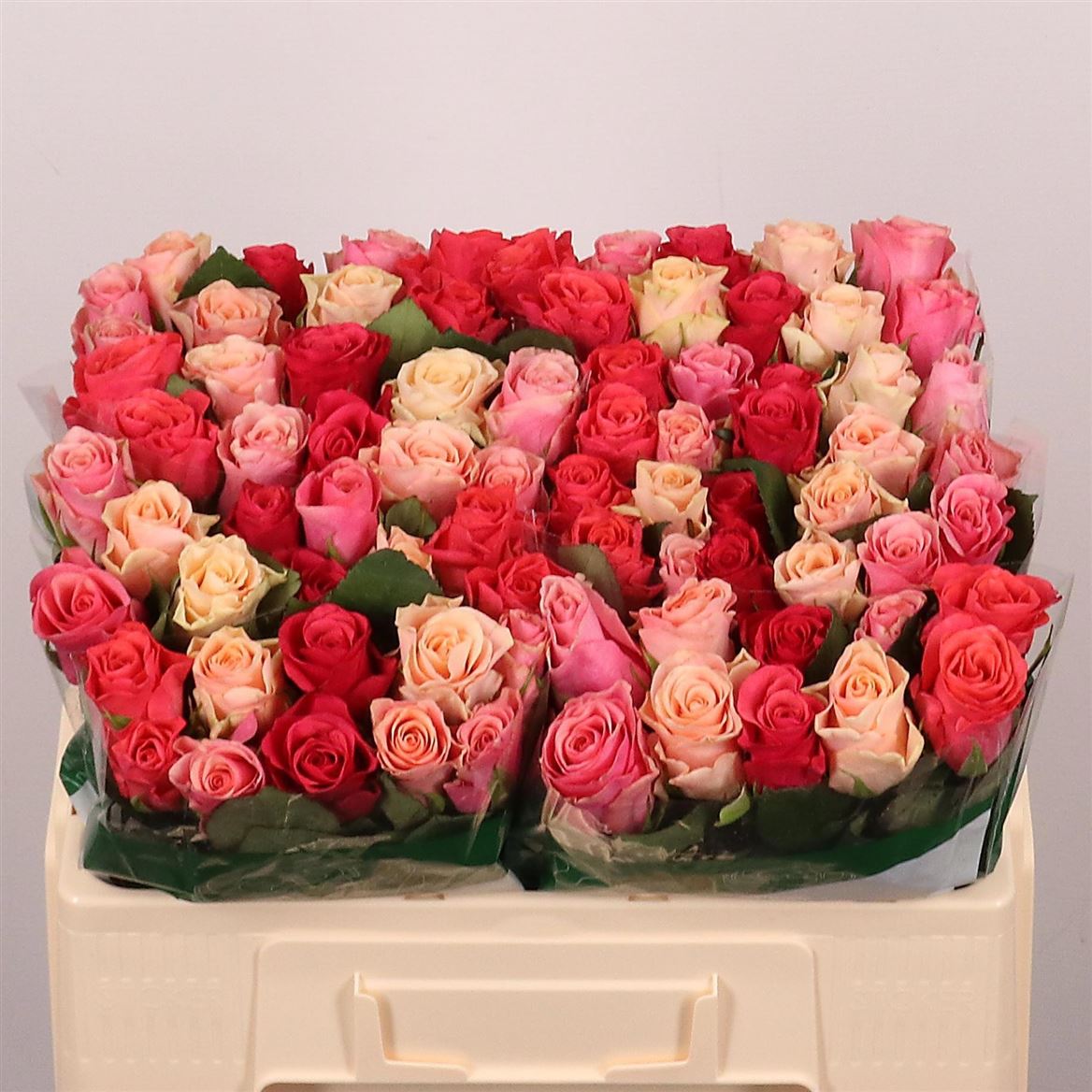 Rosa Tacazzi Mixed In Bunch 50cm