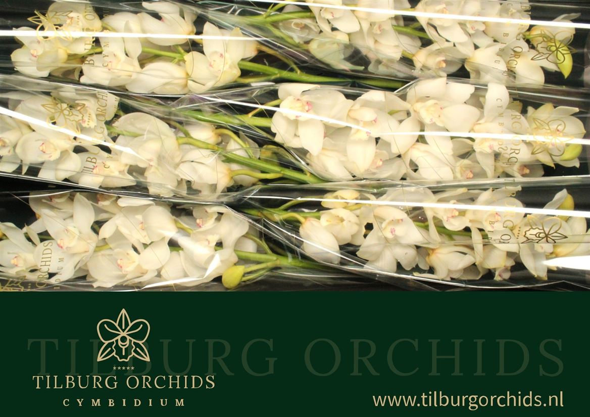 Cymbidium Winterbird Early 12/15bl
