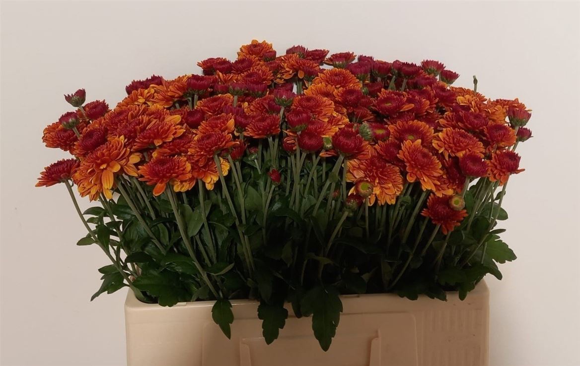 Chrys Spray Blenda 50cm 40gram