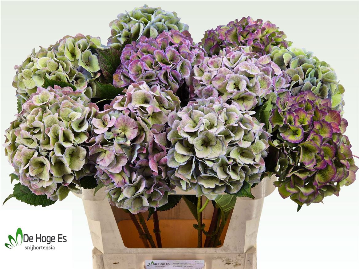 Hydrangea Royal Love Classic 80cm 22Ø