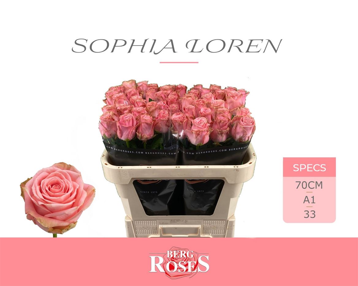Rosa Sophia Loren 70cm