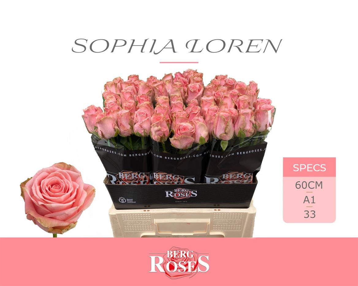 Rosa Sophia Loren 60cm