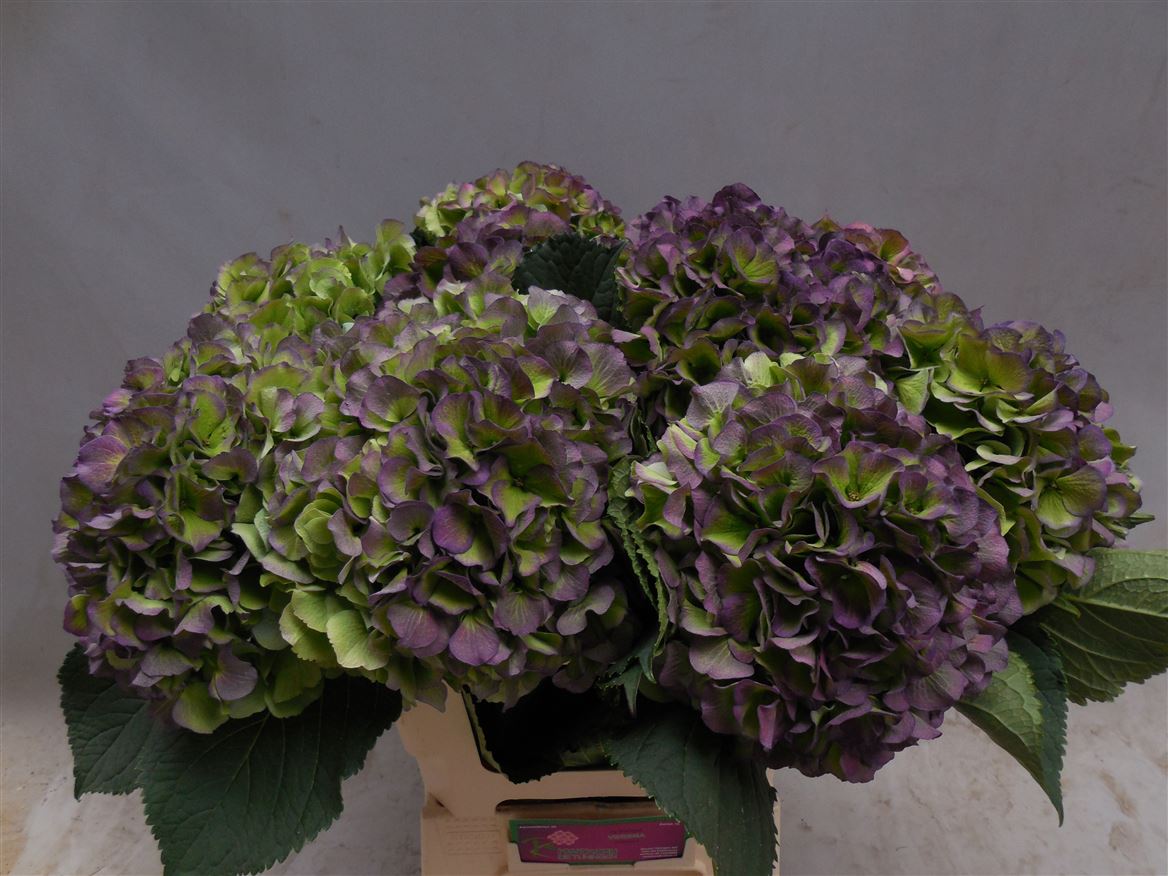 Hydrangea Verena Classic Blue 60cm 23Ø