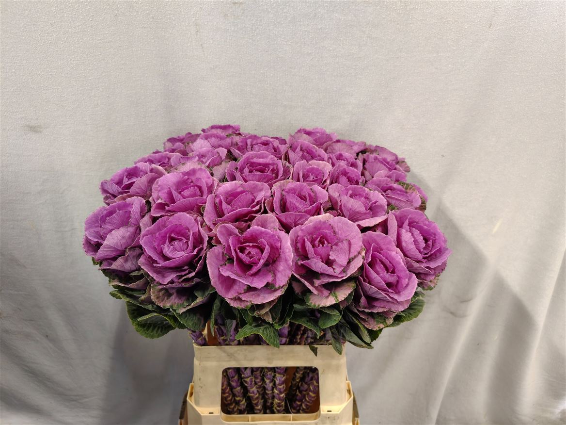Brassica Olga 60cm