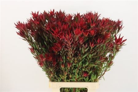 Leucadendron Sal Blush 80cm