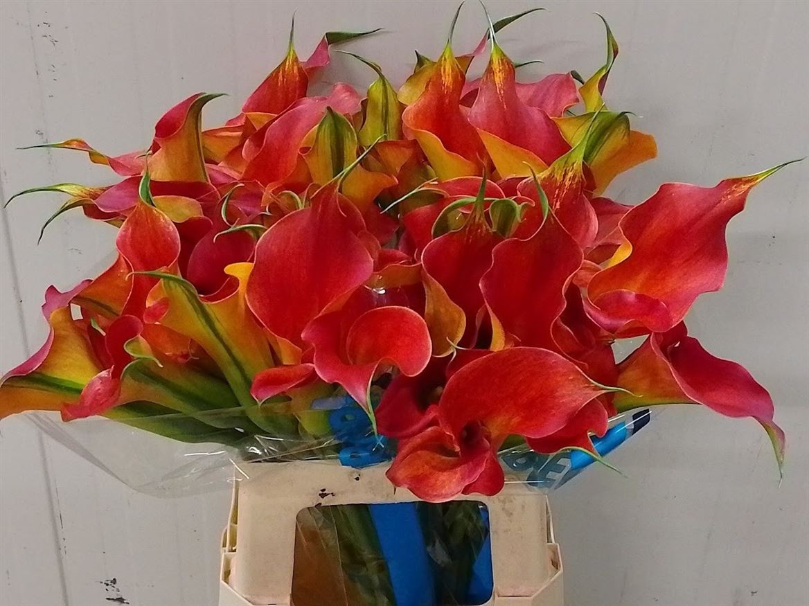 Calla Sunset Passion 60cm