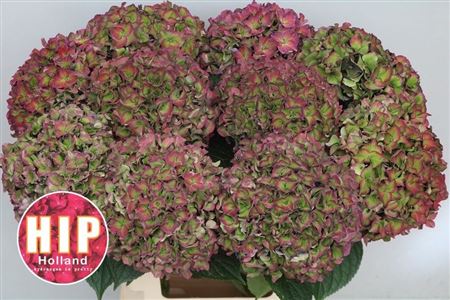 Hydrangea Rodeo Classic Pink 60cm 20Ø