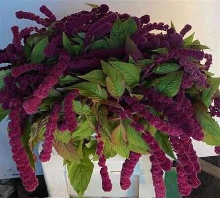 Amaranthus Hang Rosary 70cm