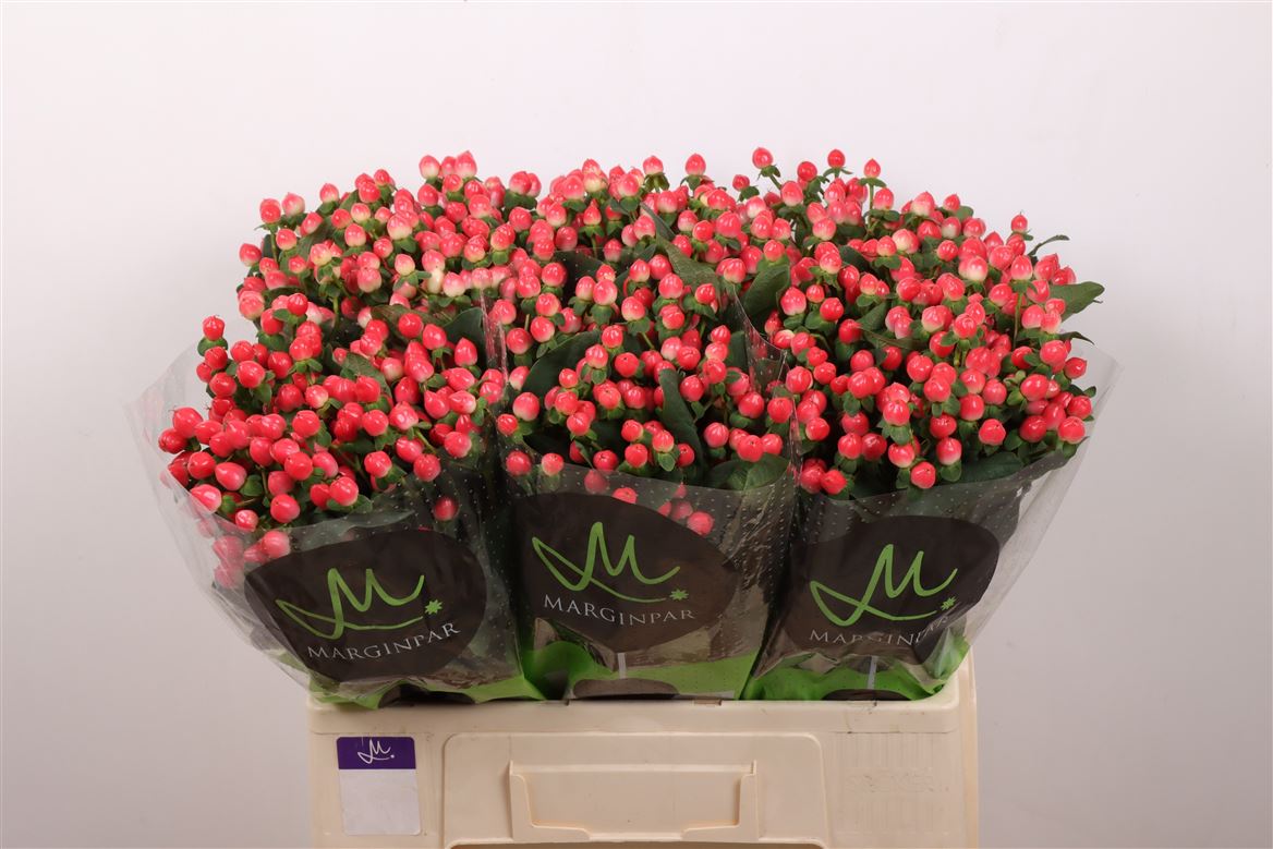 Hyp Sisu Flirt 60cm