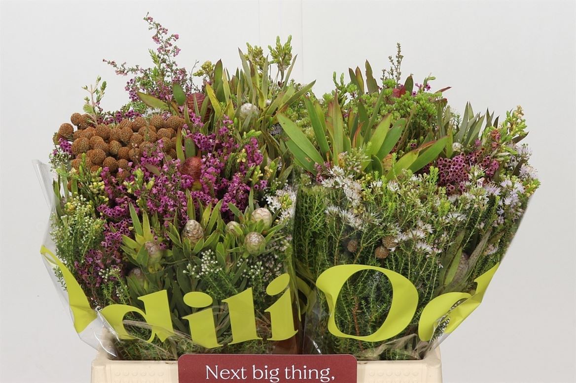 Protea Per Bunch 40cm