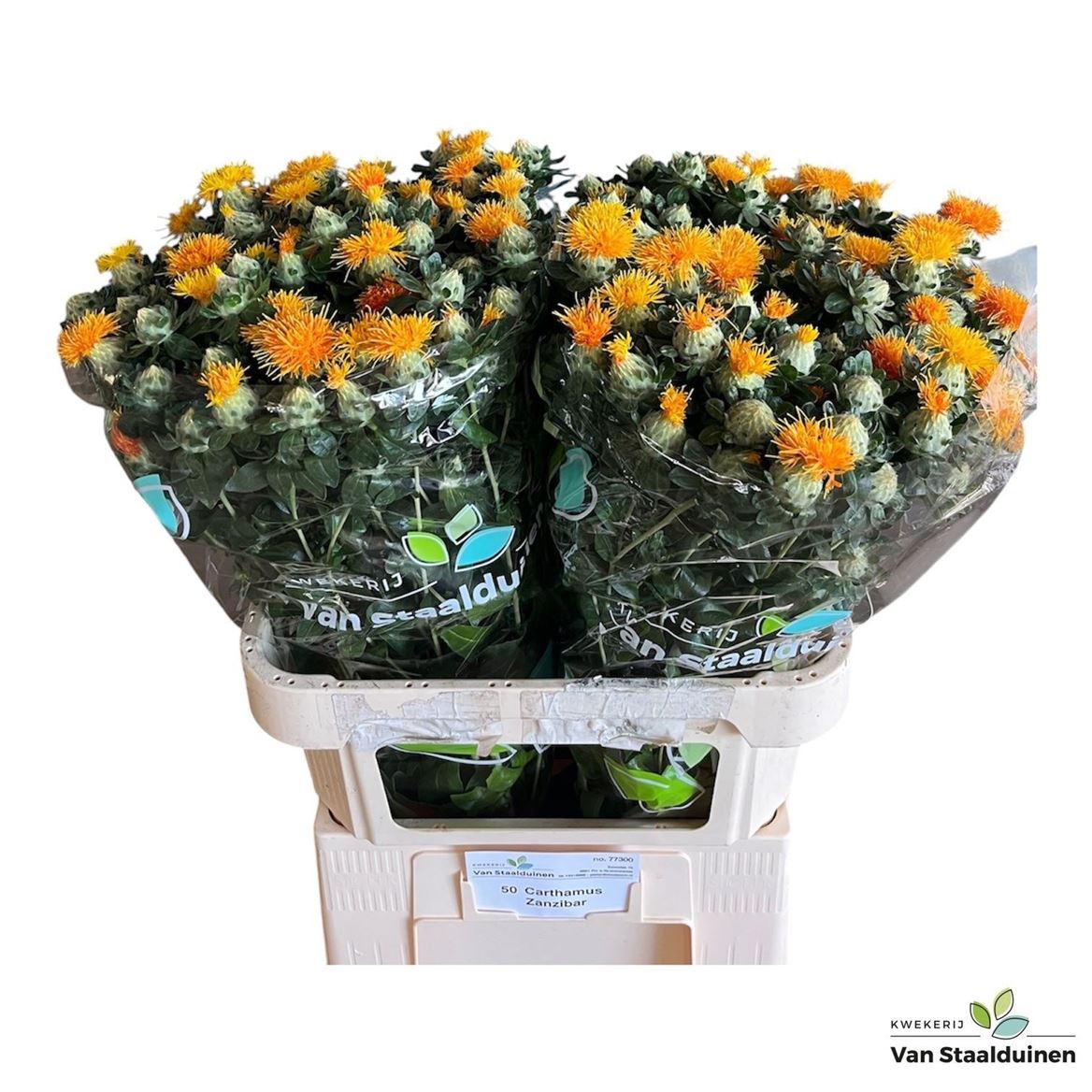 Carthamus Zanzibar 80cm