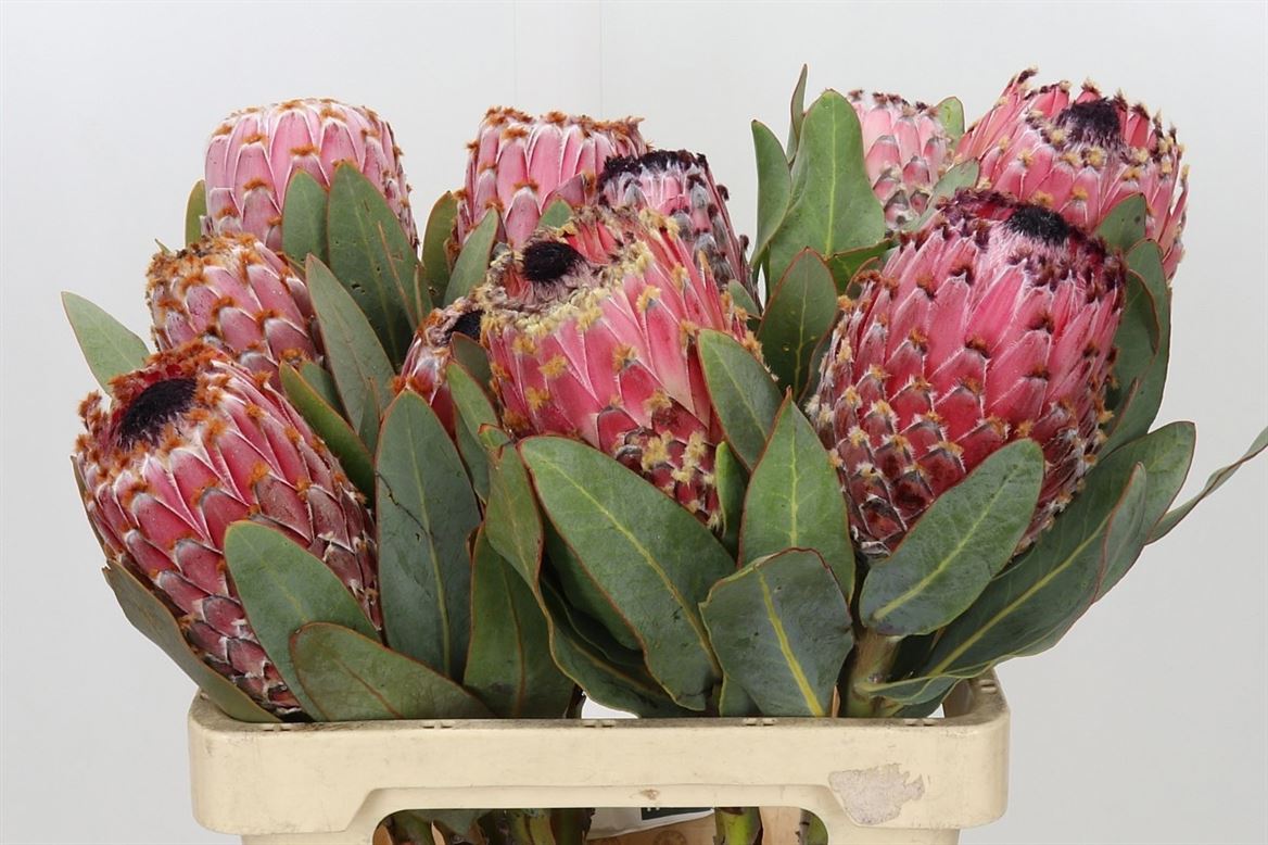 Protea Barbigera 60cm