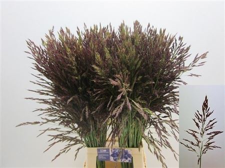 Panicum Umbrella 80cm
