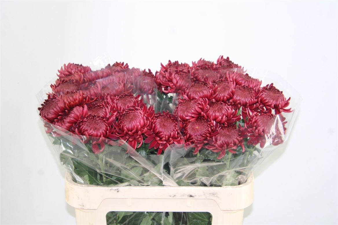 Chrys Single Bigoudi Red 80cm 70gram