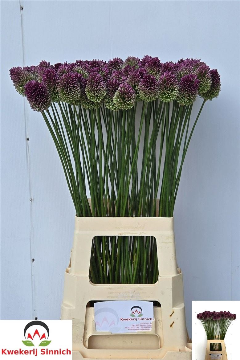 Allium Bullit Purple 70cm