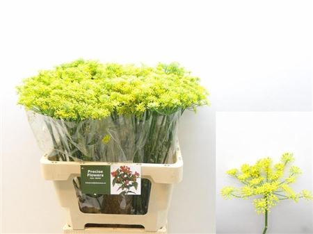Foeniculum Vulgare 60cm