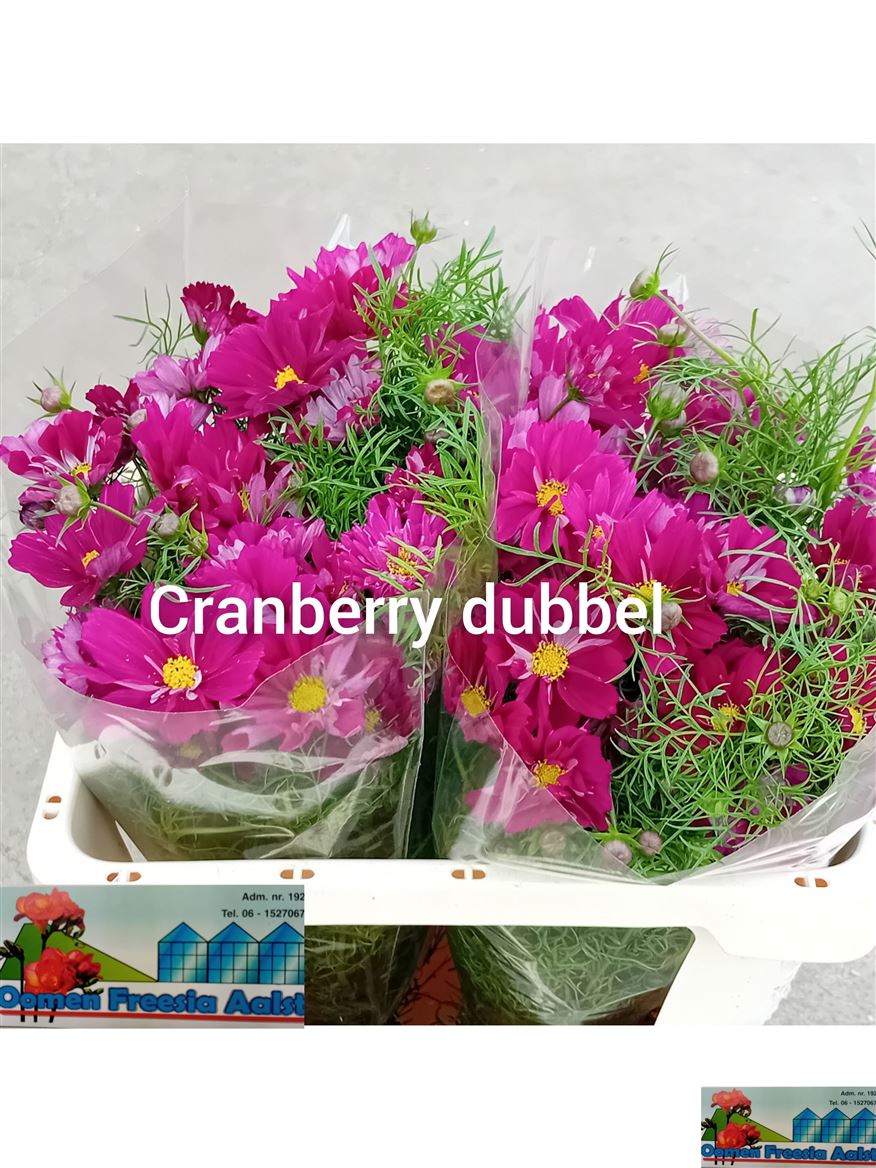 Cosmos Bipinnatus 60cm