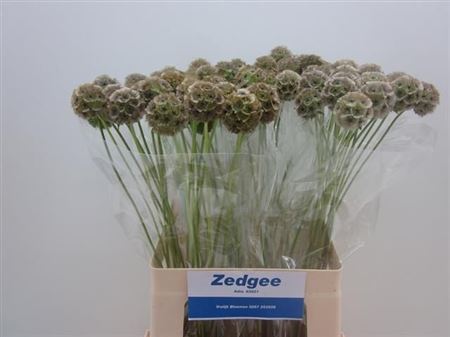 Scabiosa Pods 60cm