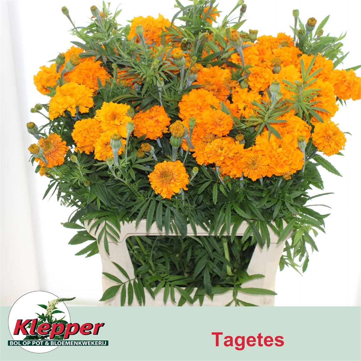 Tagetes Promise Orange 80cm