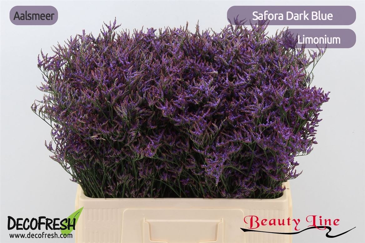 Limonium Saf Dark Blue 60cm 20gram