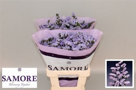 Limonium St Donau Birds 60cm 24gram