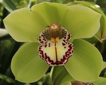 Cymbidium Robin Hood 15/18bl