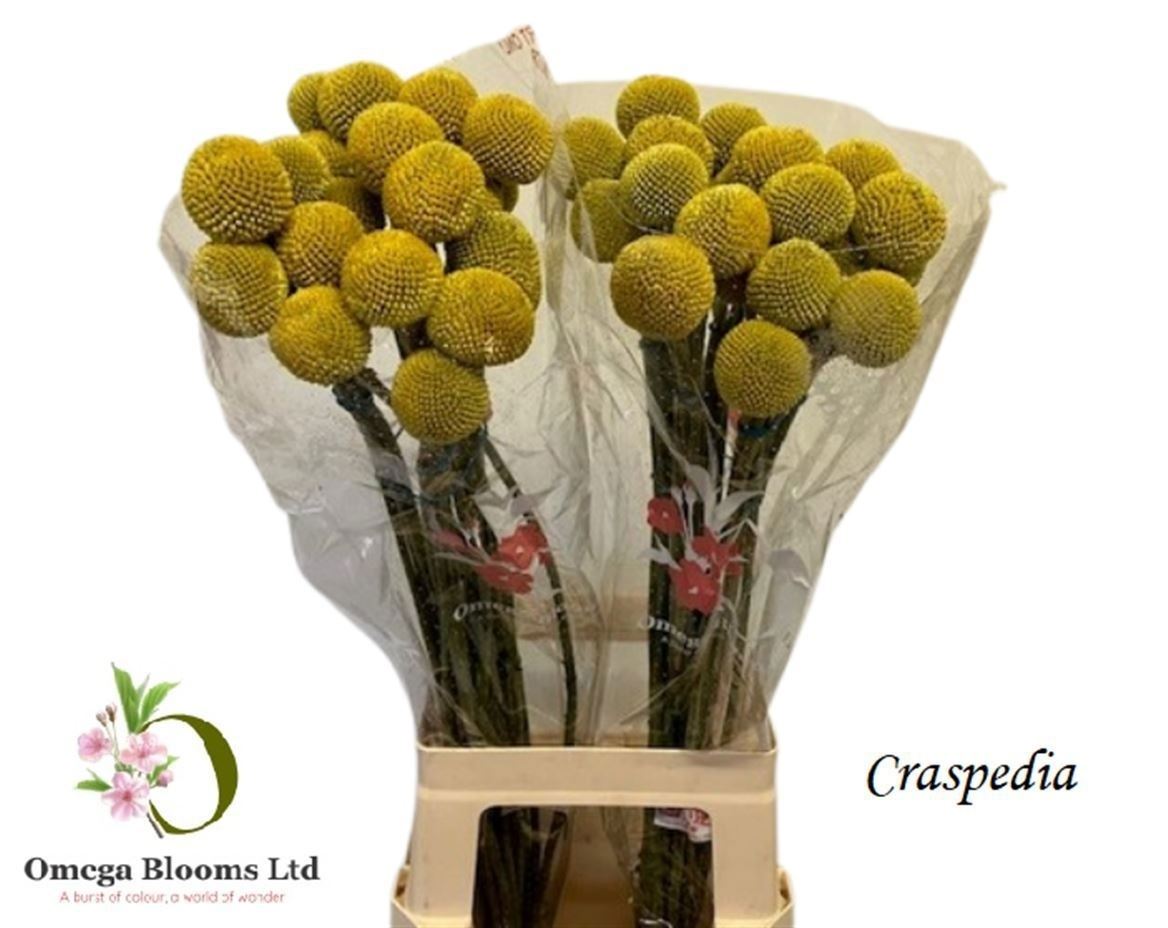 Craspedia Globosa Paintball Popup 70cm