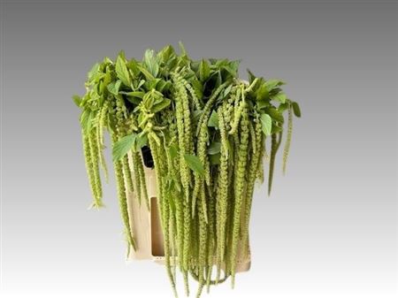 Amaranthus Hang Viridis 70cm