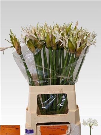 Nerine White Tiger 70cm
