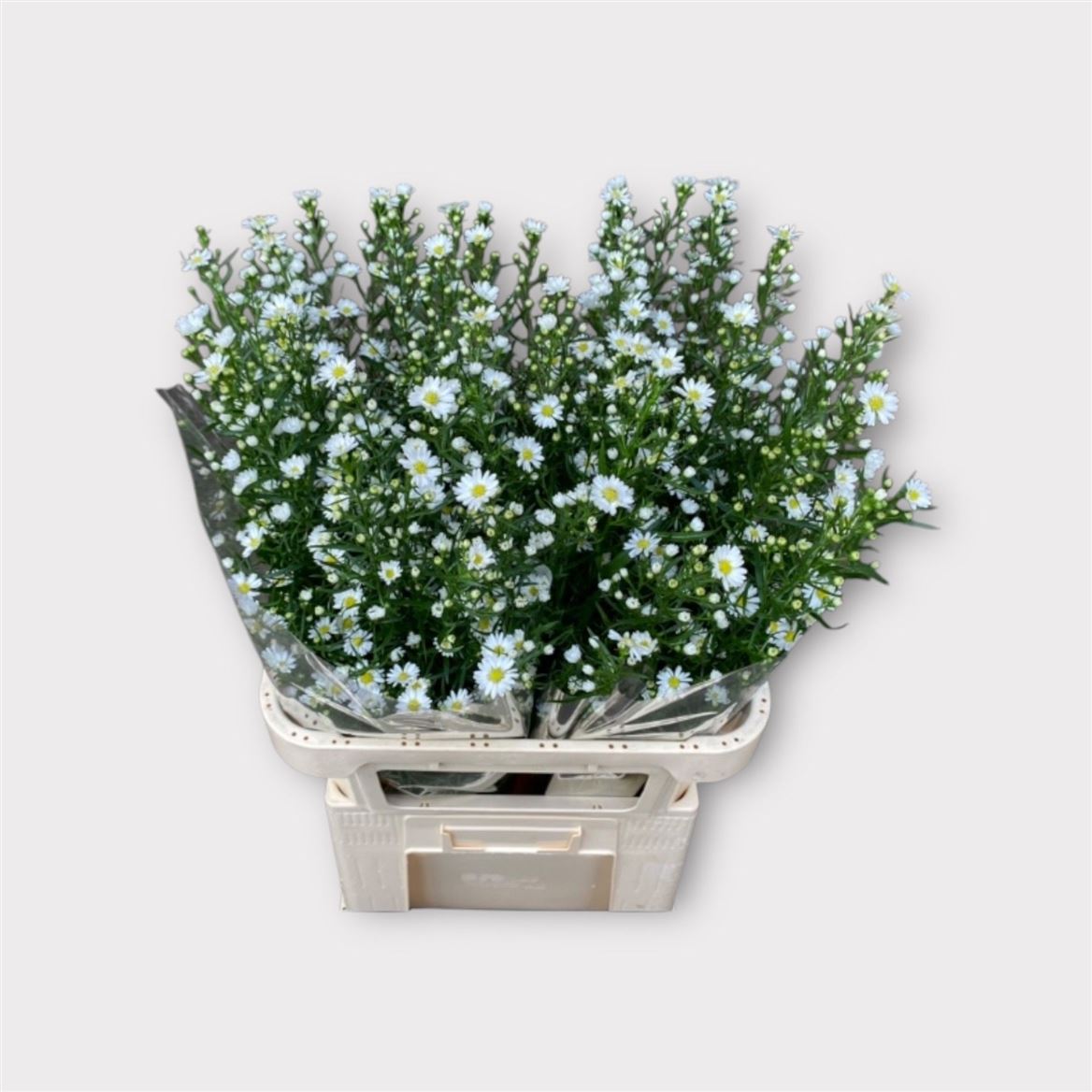 Aster Monte Casino 80cm 25gram