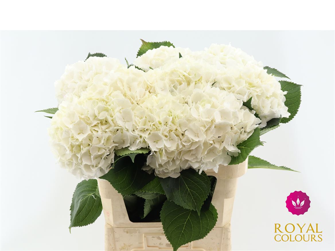 Hydrangea White Verena 80cm 20Ø