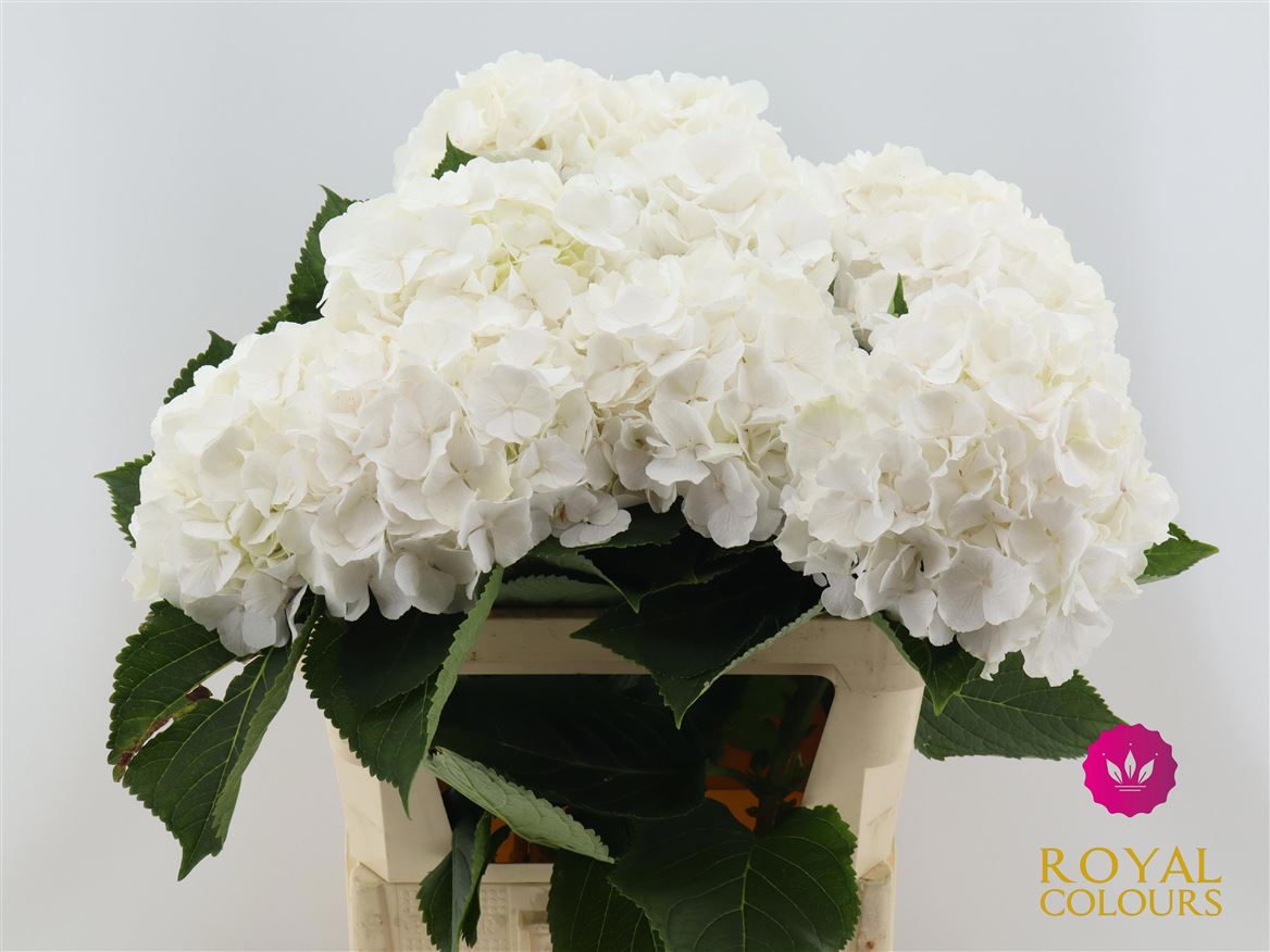 Hydrangea White Verena 80cm 22Ø