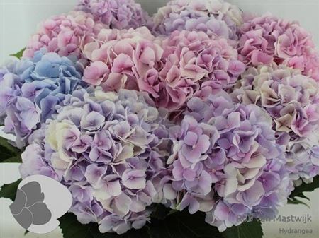 Hydrangea Verena Blue 80cm 20Ø