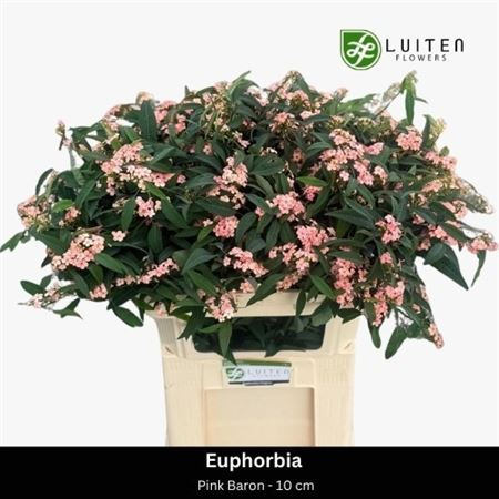 Euphorbia Spray Pink Baron 70cm