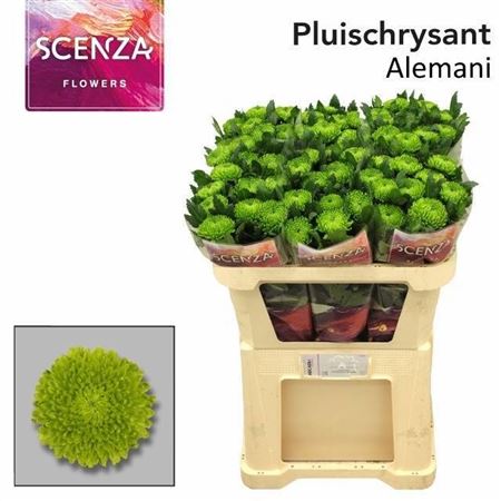 Chrys Single Alemani 70cm 75gram