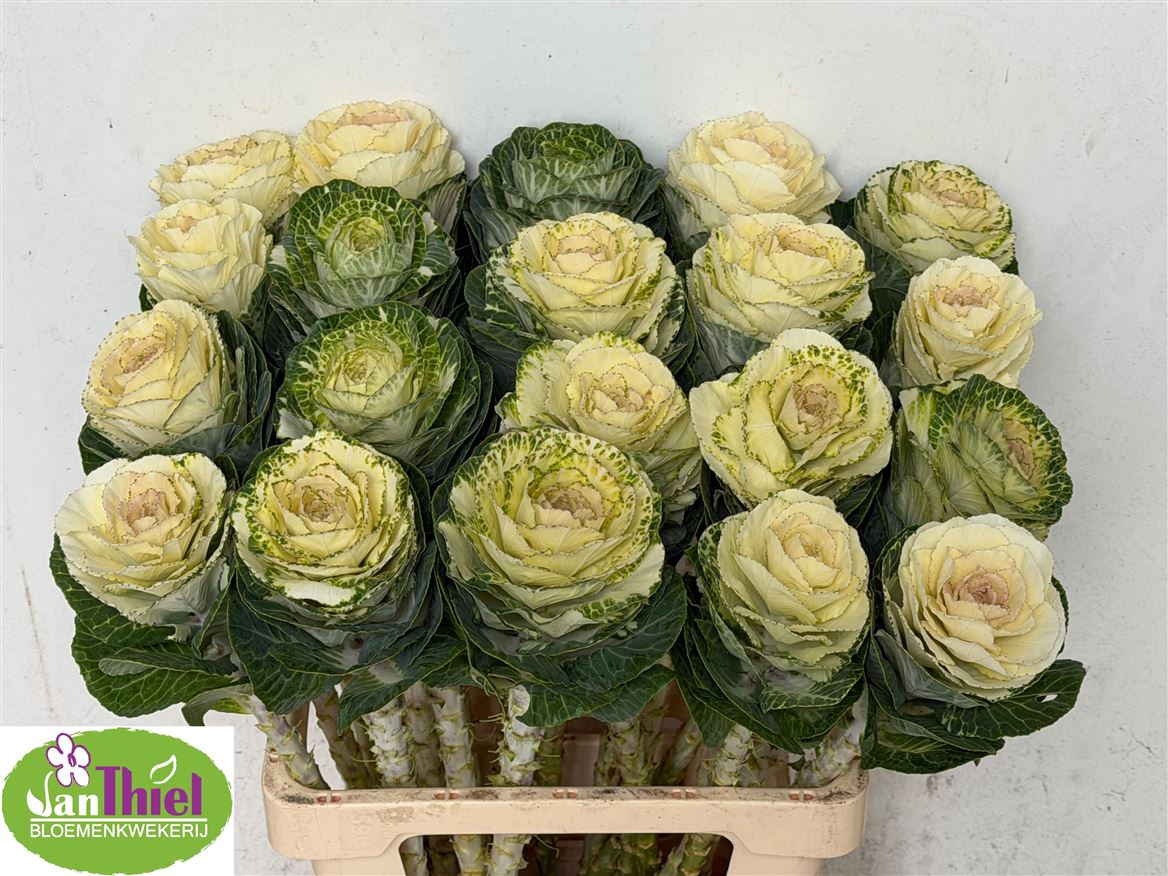 Brassica White Crane 60cm